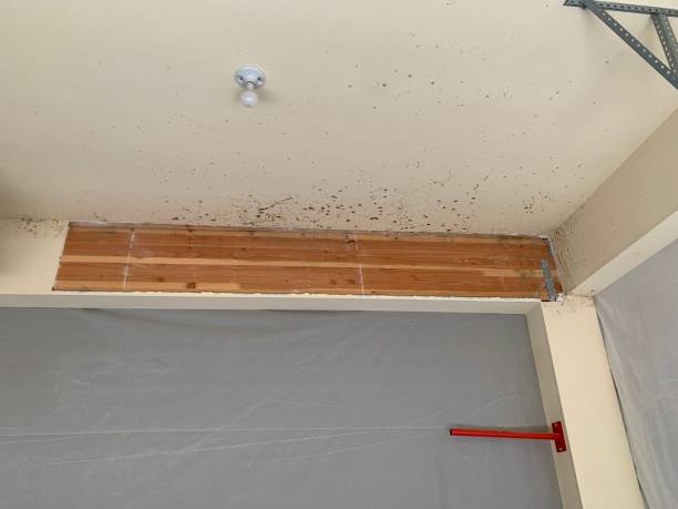 Best Mold Damage Restoration  in Lebanon, TN