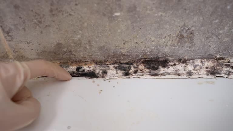 Best Residential Mold Inspection & Testing  in Lebanon, TN